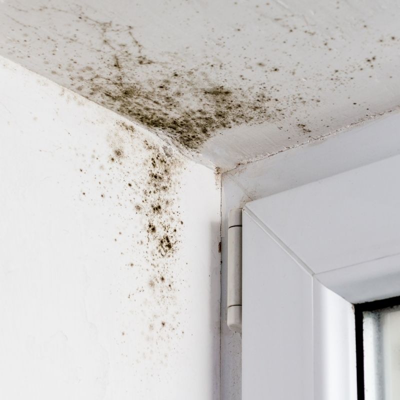 Dehumidifier For Mould 2024